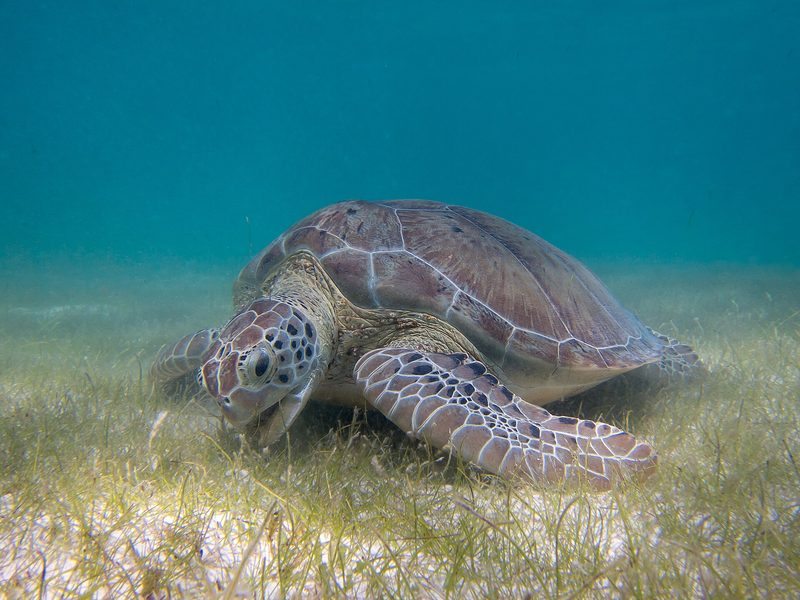 Green sea turtle grazing seagrass in Akumal Bay, Quintana Roo
