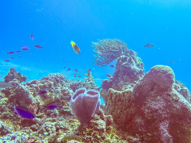 Coral reef in the Mexican Caribbean